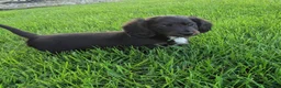 Miniature Dachshund dogs for sale: Frankie  - Ad 8