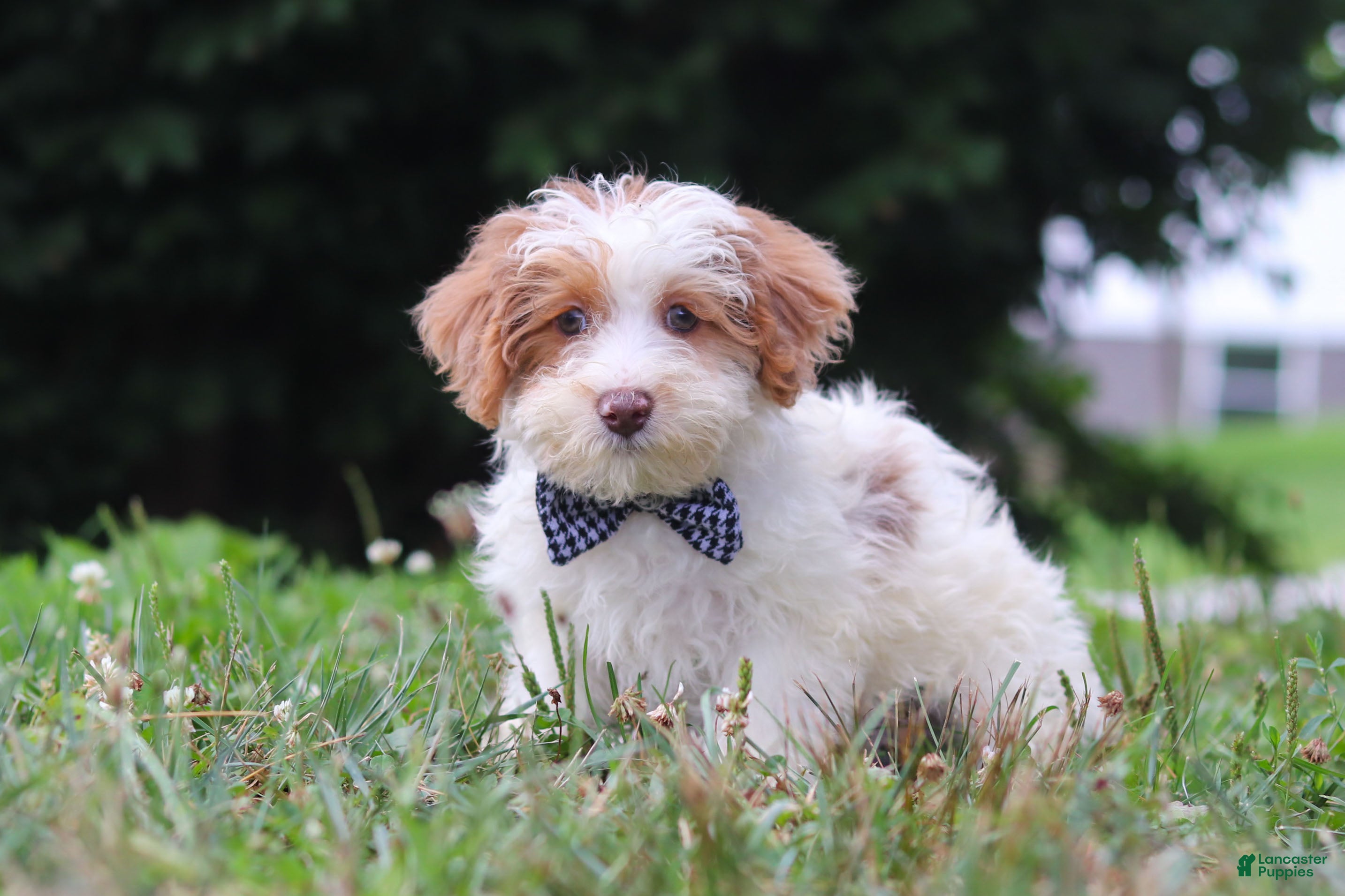 Yorkiepoo dogs Oreo - Ad 1