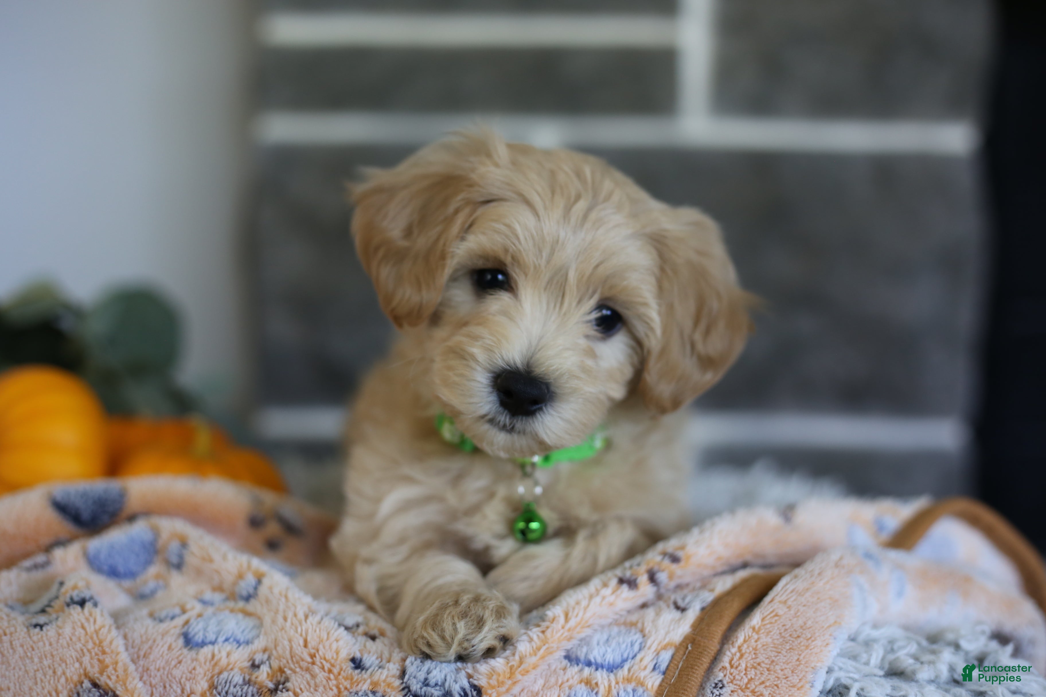 Maltipoo dogs Beanie - Ad 1