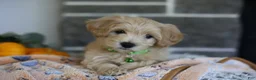 Maltipoo dogs for sale: Beanie - Ad 1