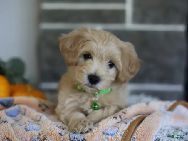 Maltipoo dogs Beanie - Ad 1