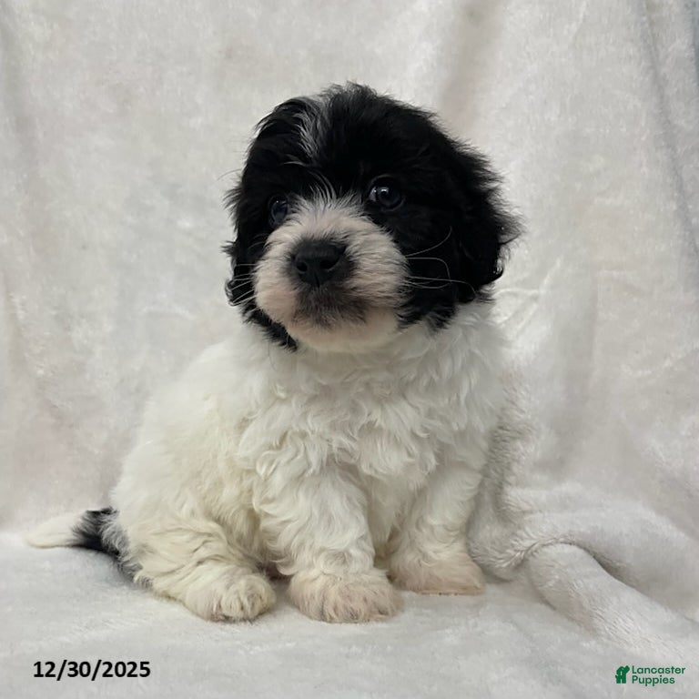 Maltipoo dogs Charlie - Ad 2
