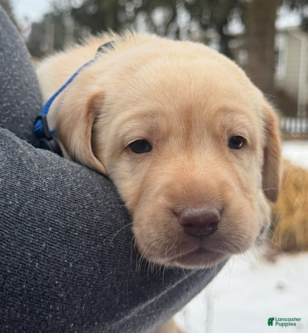 Labrador Retriever dogs for sale: Labrador Retriever Puppy 1 - Ad 3