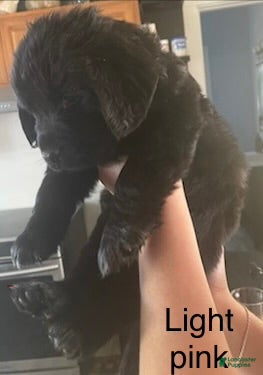 Newfoundland dogs for sale: Newfoundland Puppy 5 - Ad 2