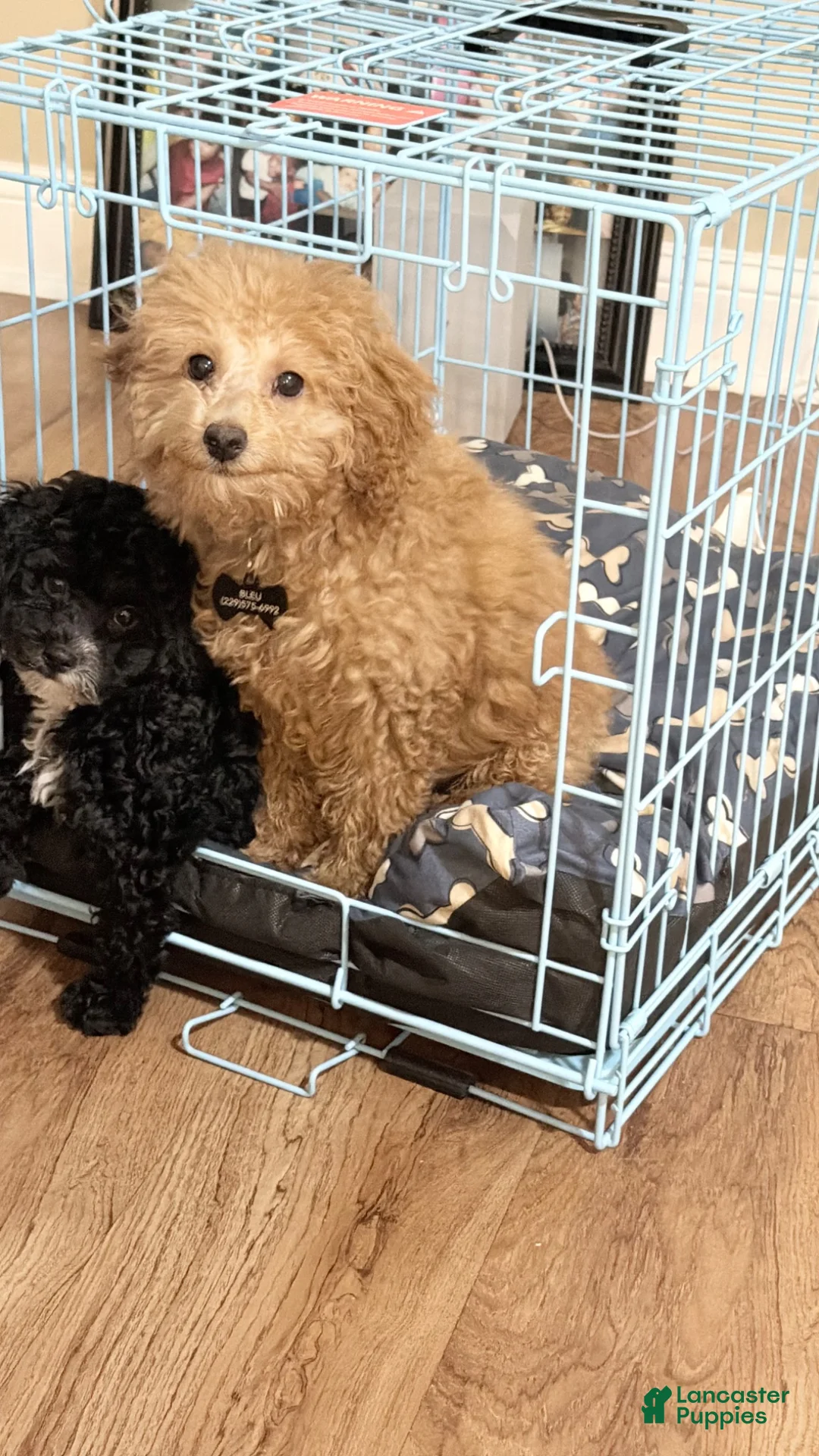 Toy Poodle dogs for sale: Bleu - Ad 2