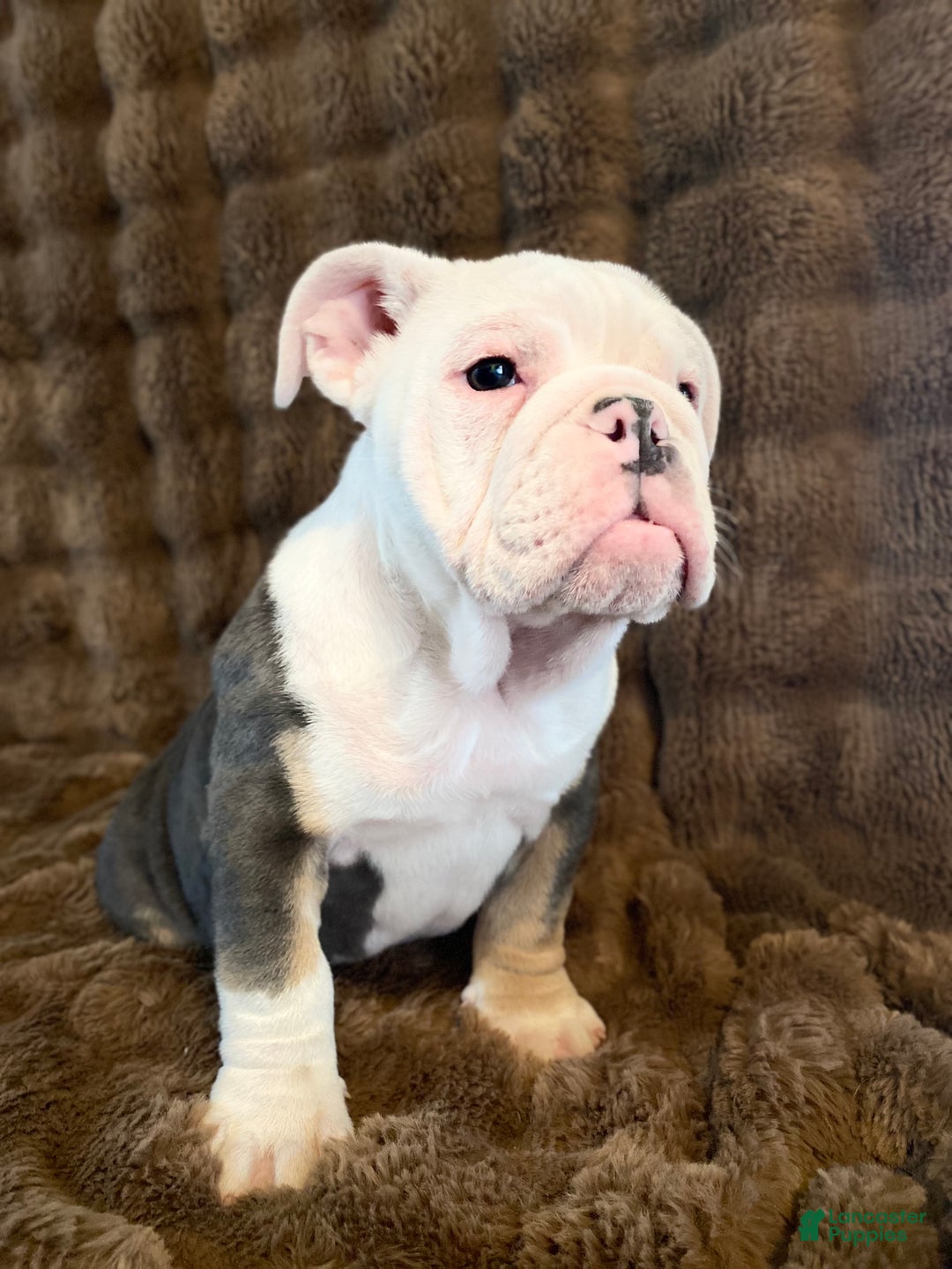 English Bulldog dogs for sale: Banksy - Ad 7