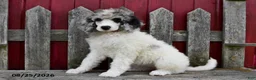 Standard Poodle dogs for sale: Rosie - Ad 1