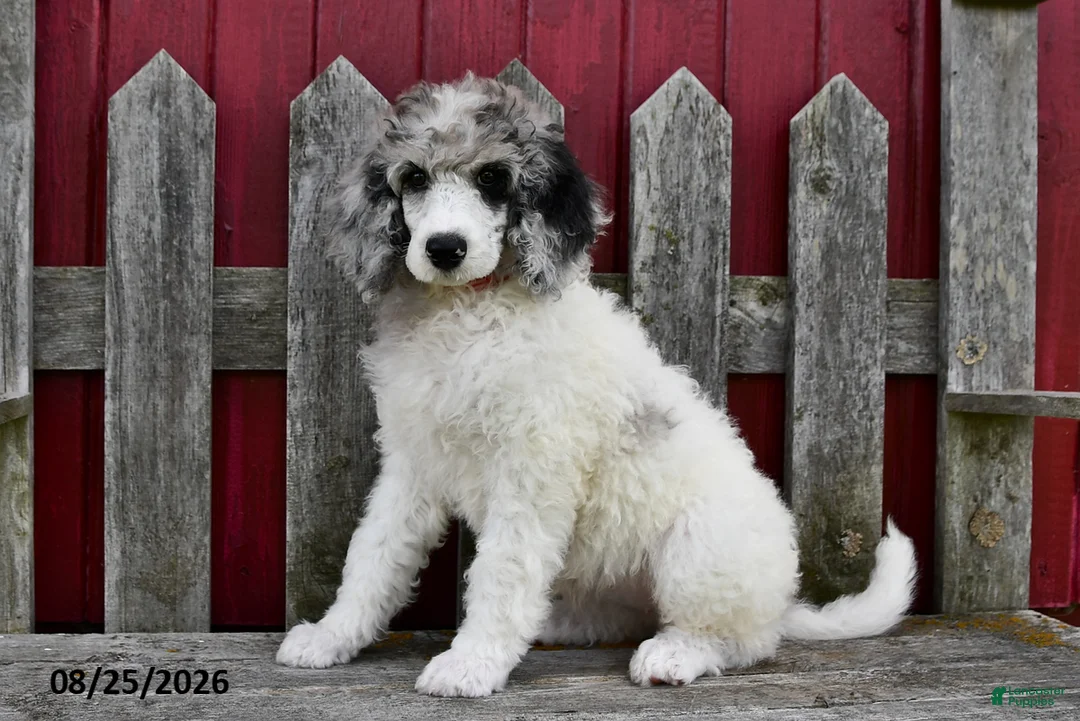 Standard Poodle dogs for sale: Rosie - Ad 1