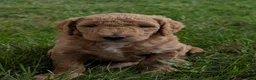 Goldendoodle dogs for sale: Pokie - Ad 6