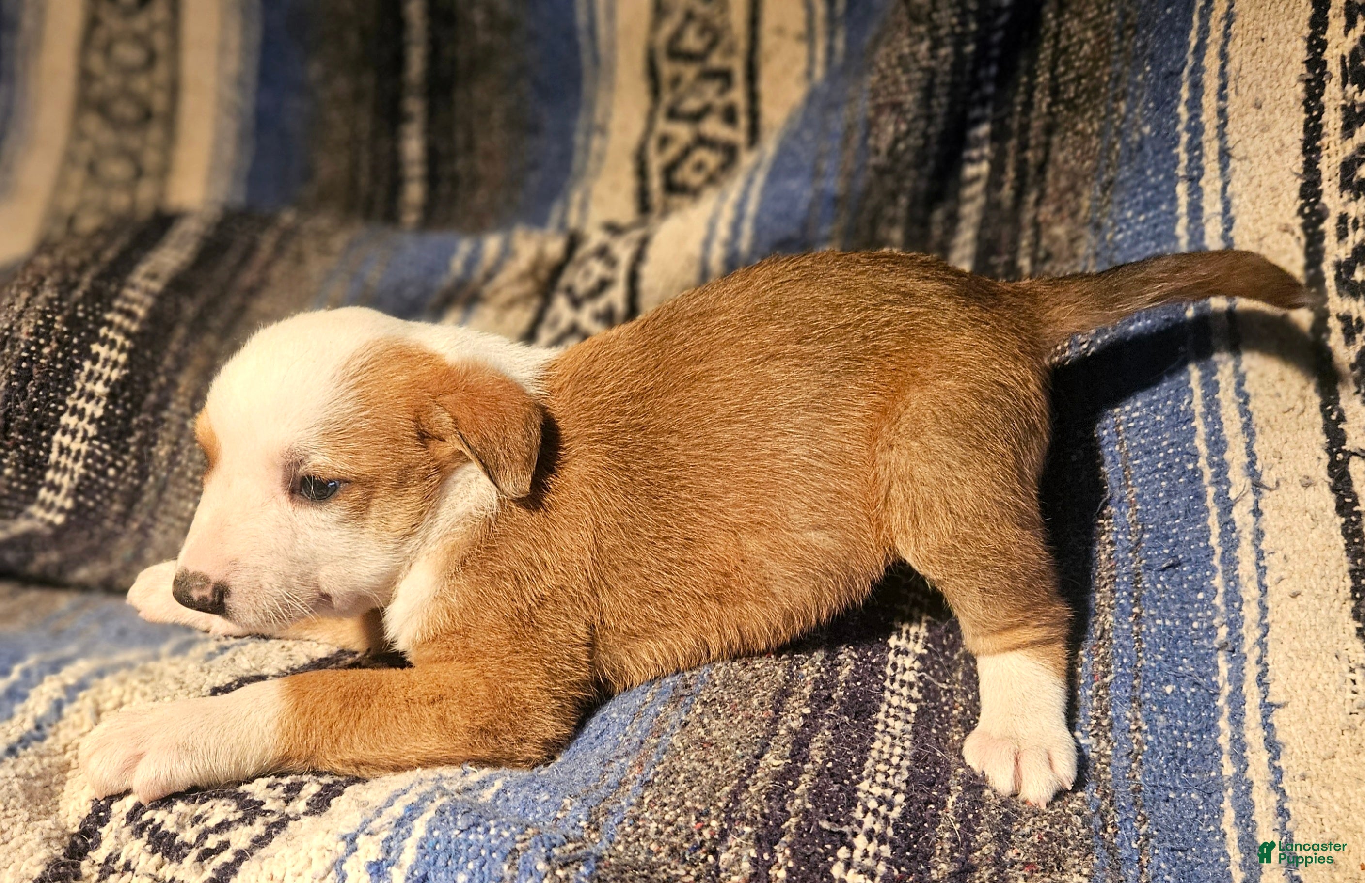 Border Collie dogs Quaker - Ad 23