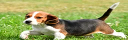 Beagle dogs for sale: Milo - Ad 5