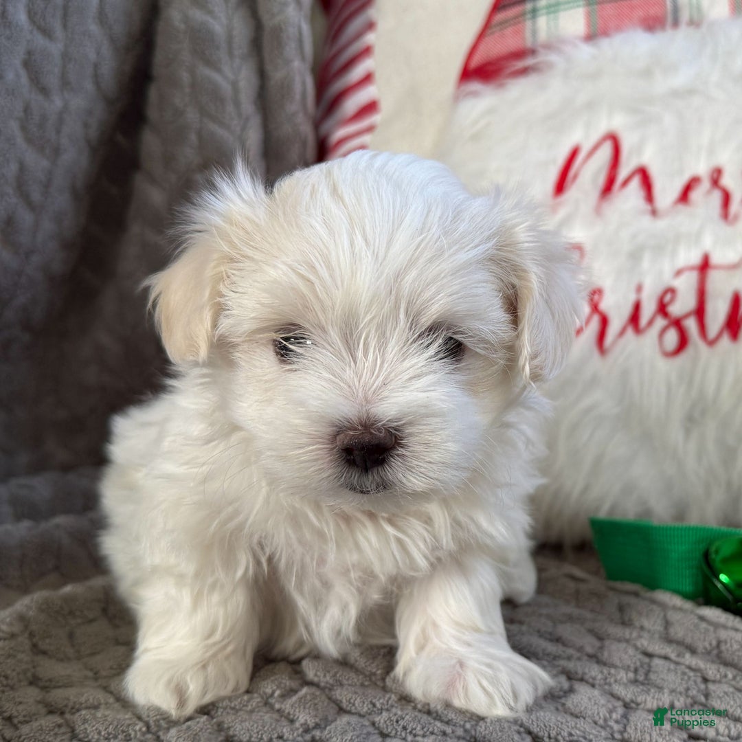 Maltese dogs for sale: Sparkley  - Ad 1
