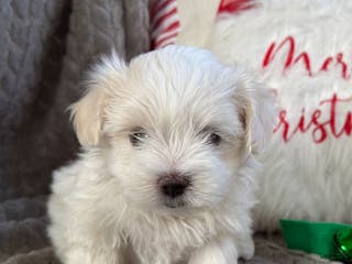 Maltese dogs Sparkley - Ad 27