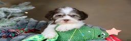 Havanese dogs for sale: Hope - Ad 9