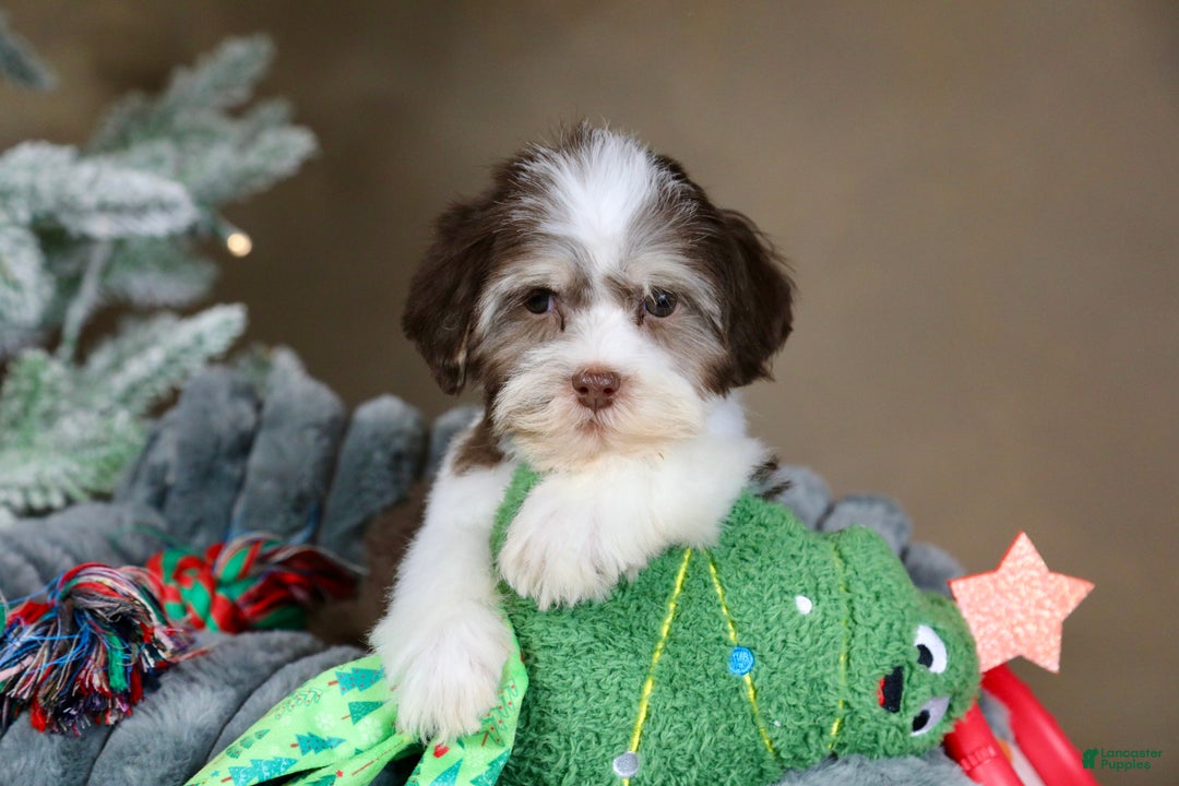 Havanese dogs for sale: Hope - Ad 9
