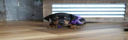 Miniature Dachshund dogs for sale: Whitney - Ad 5