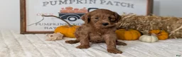 Mini Goldendoodle dogs for sale: Jackson - Ad 10