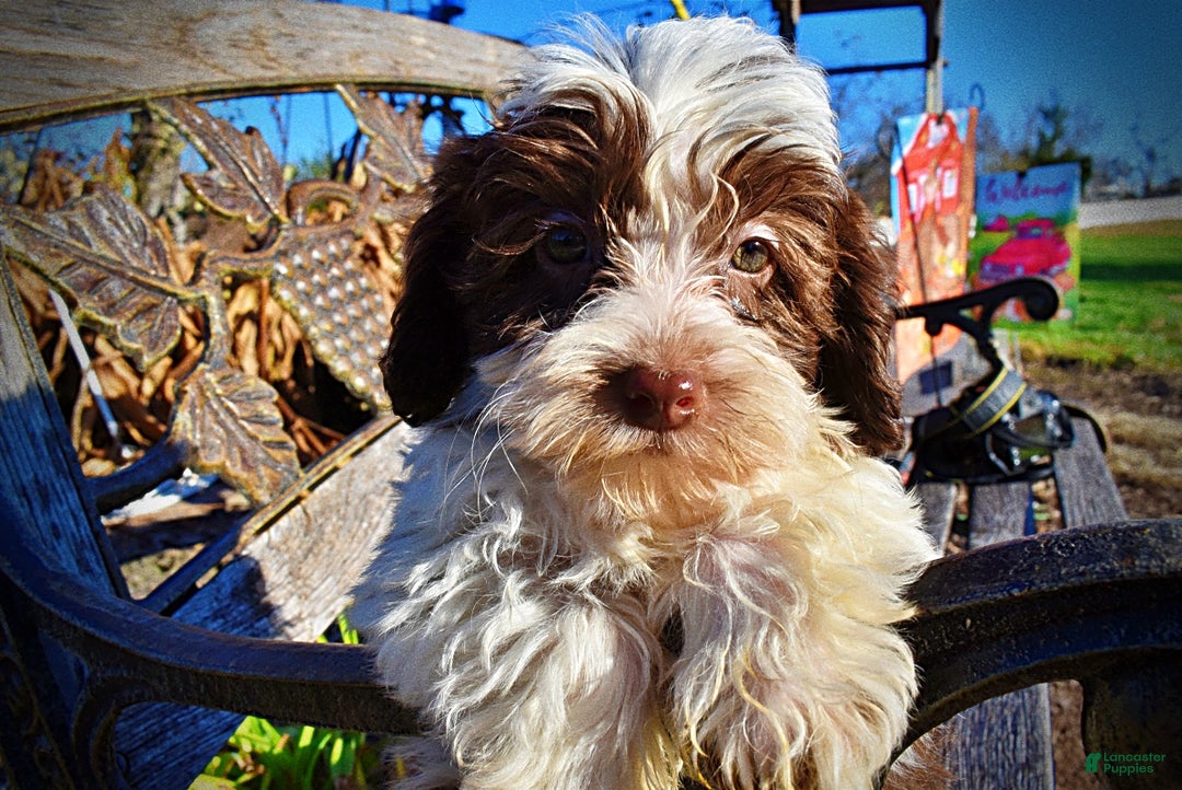 Havapoo dogs for sale: Simon - Ad 5