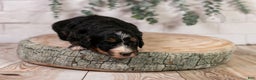 Bernedoodle dogs for sale: Hockey - Ad 8