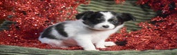Papillon dogs for sale: Bison - Ad 7