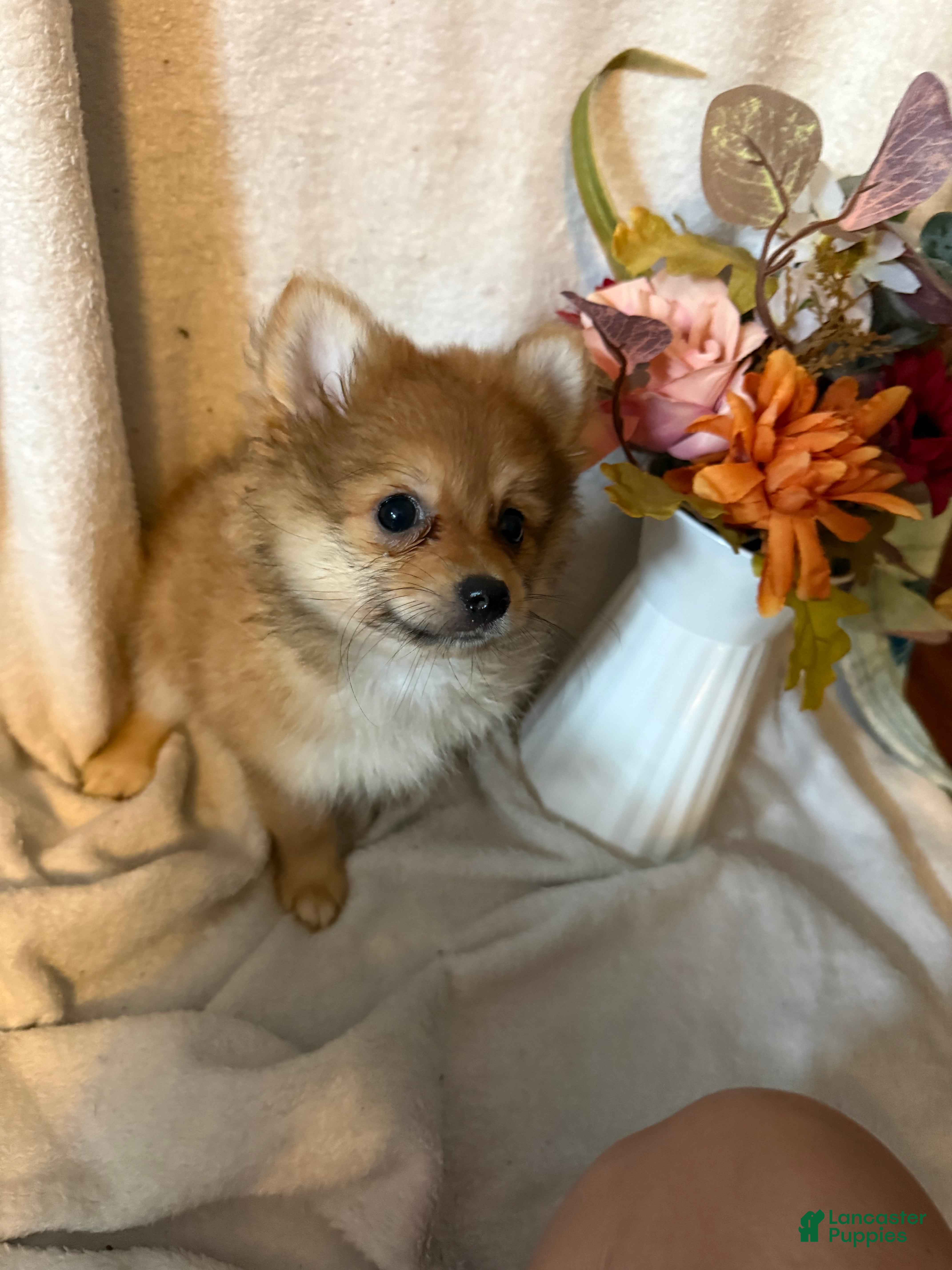 Pomeranian dogs Bambi - Ad 2