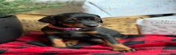 Doberman Pinscher dogs for sale: Doberman Pinscher Puppy 5 - Ad 1