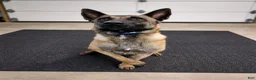 Belgian Malinois dogs for sale: Orion - Ad 6