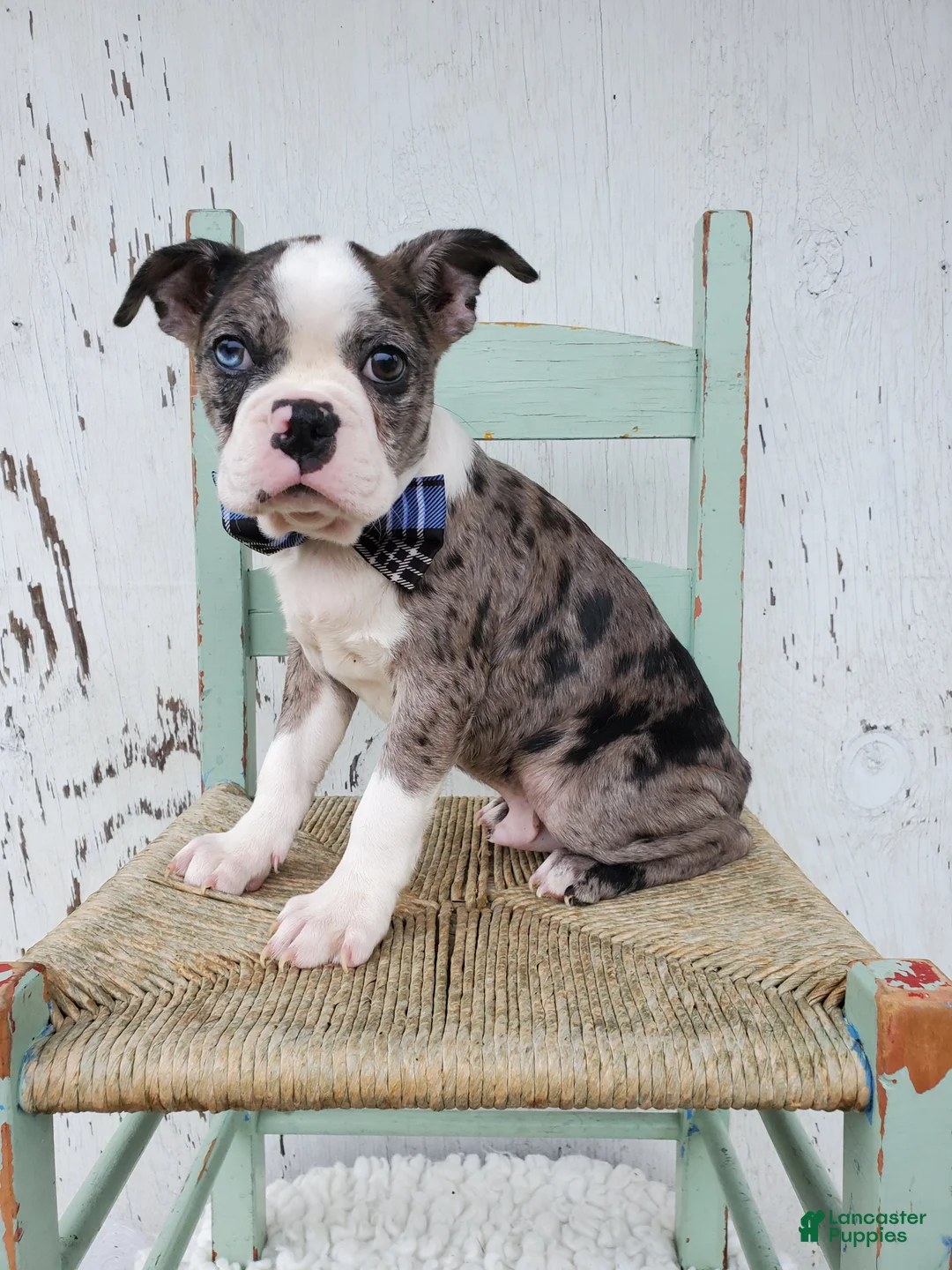Boston Terrier dogs for sale: Henry - Ad 1