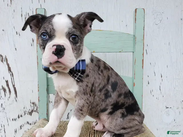Boston Terrier dogs for sale: Henry - Ad 1