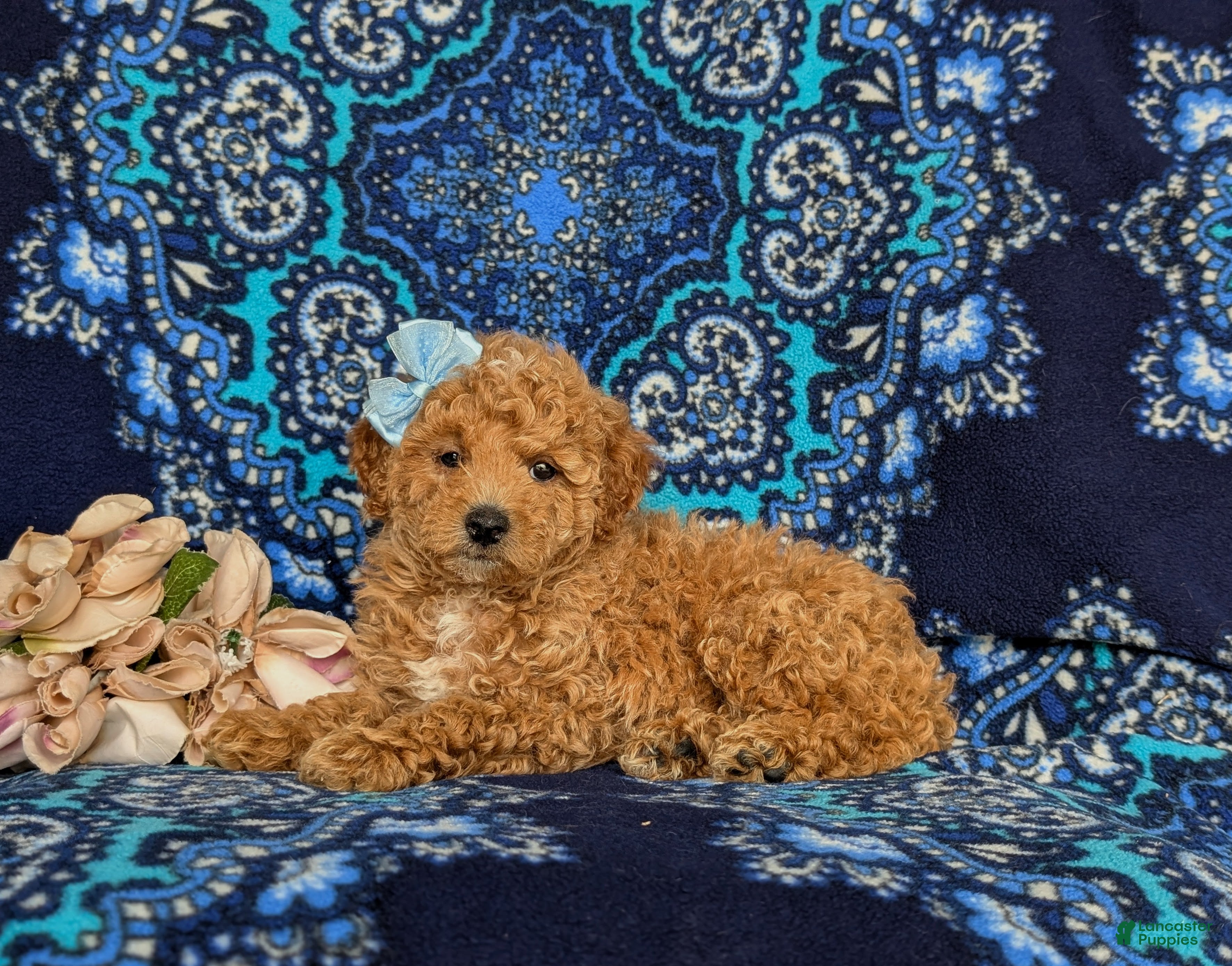 Miniature Poodle dogs for sale: Pixey - Ad 4