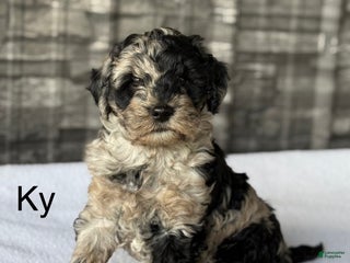 Mini Goldendoodle dogs - Ad 28