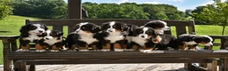 Bernese Mountain Dog dogs for sale: Major - Ad 3