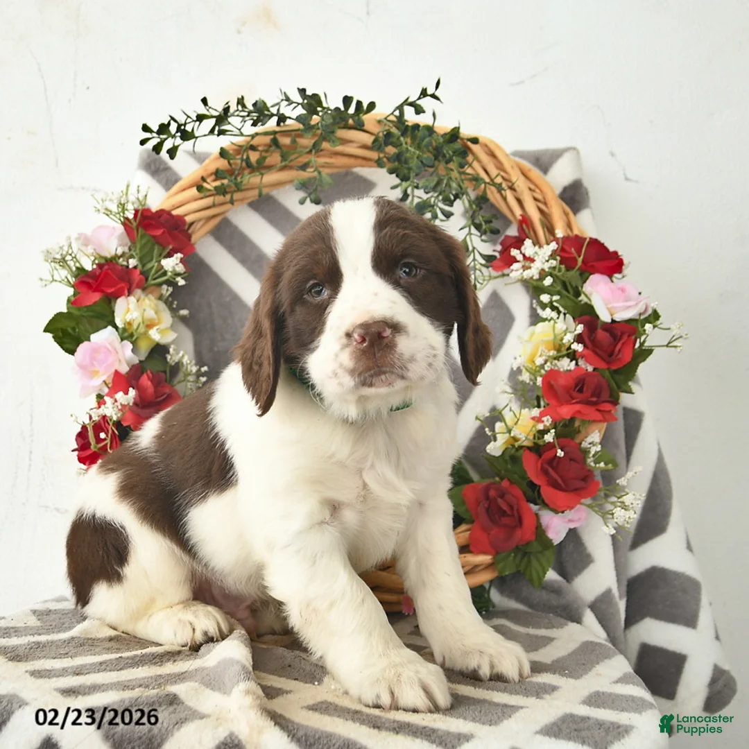 English Springer Spaniel dogs for sale: Dallas  - Ad 1