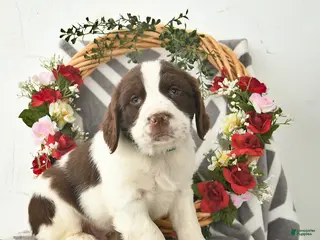English Springer Spaniel dogs for sale: Dallas - Ad 3