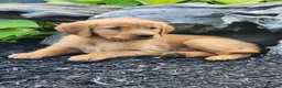 Golden Retriever dogs for sale: Charming - Ad 2