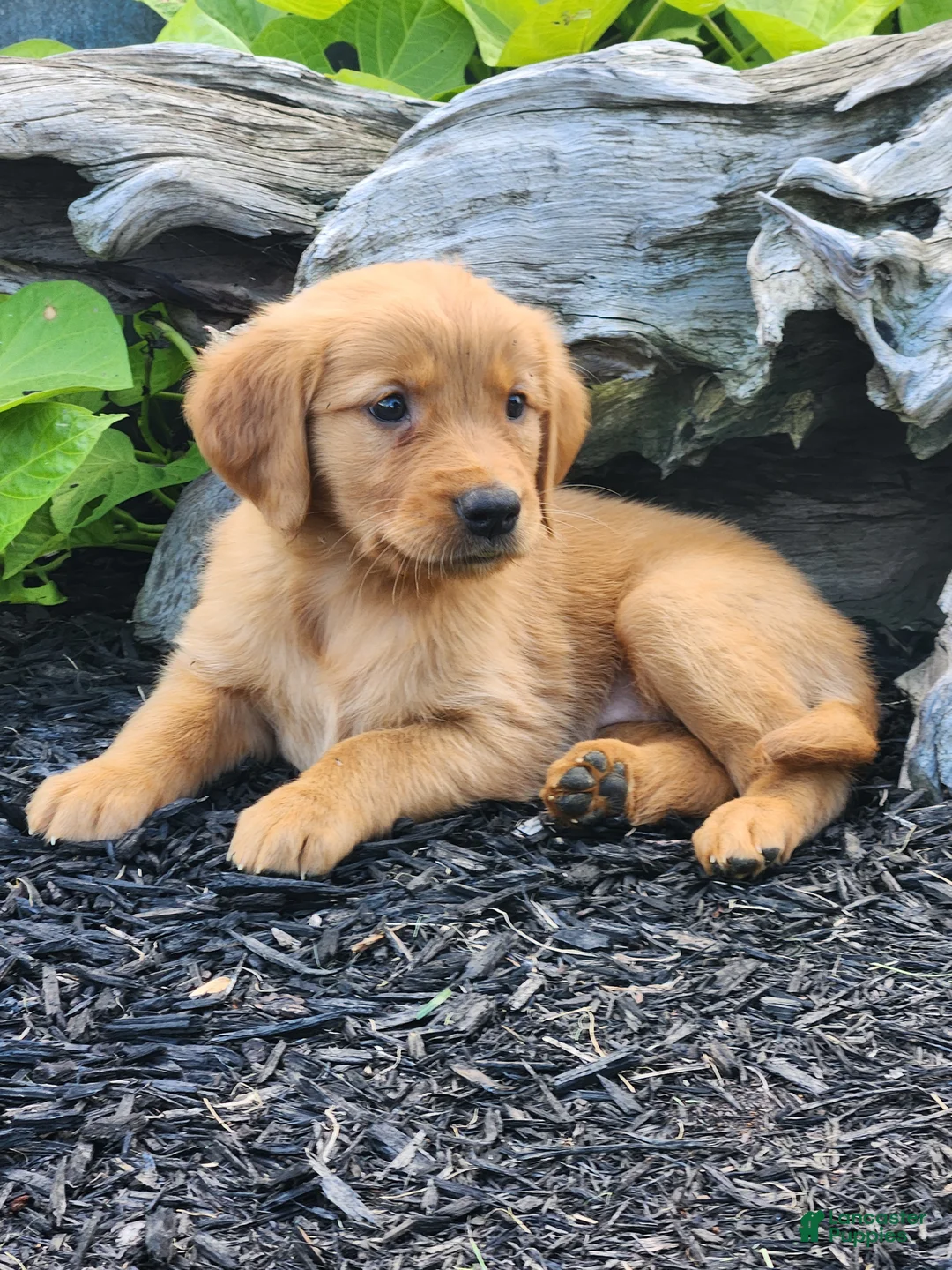Golden Retriever dogs for sale: Charming - Ad 2