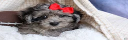 Bichpoo dogs for sale: NORMAN - Ad 13