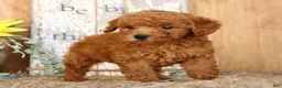 Miniature Poodle dogs for sale: Nic - Ad 6