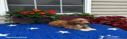 Mini Goldendoodle dogs for sale: Layla - Ad 4