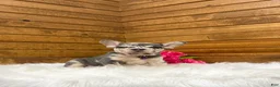 French Bulldog dogs for sale: Gracie - Ad 3