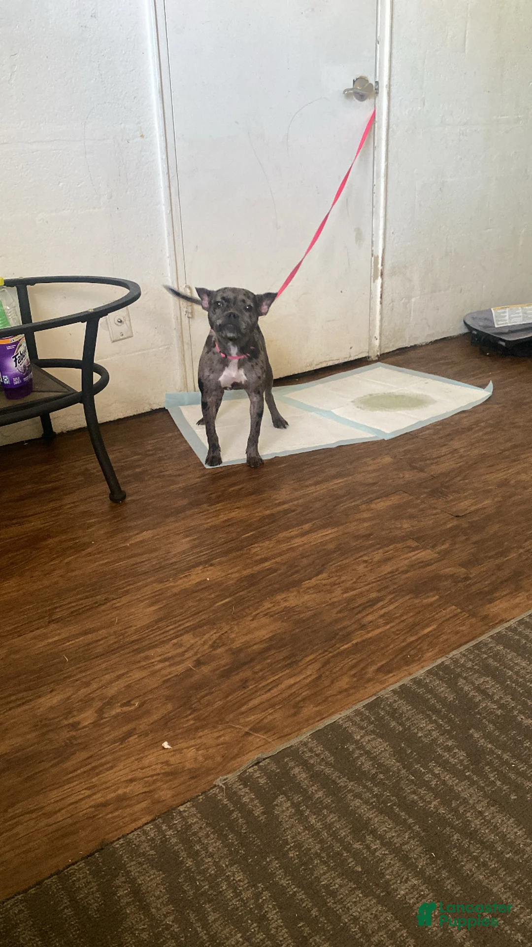Mixed Breed dogs for sale: Mixed Breed Puppy 1 - Ad 4