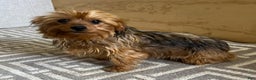 Yorkshire Terrier dogs for sale: Liam - Ad 9