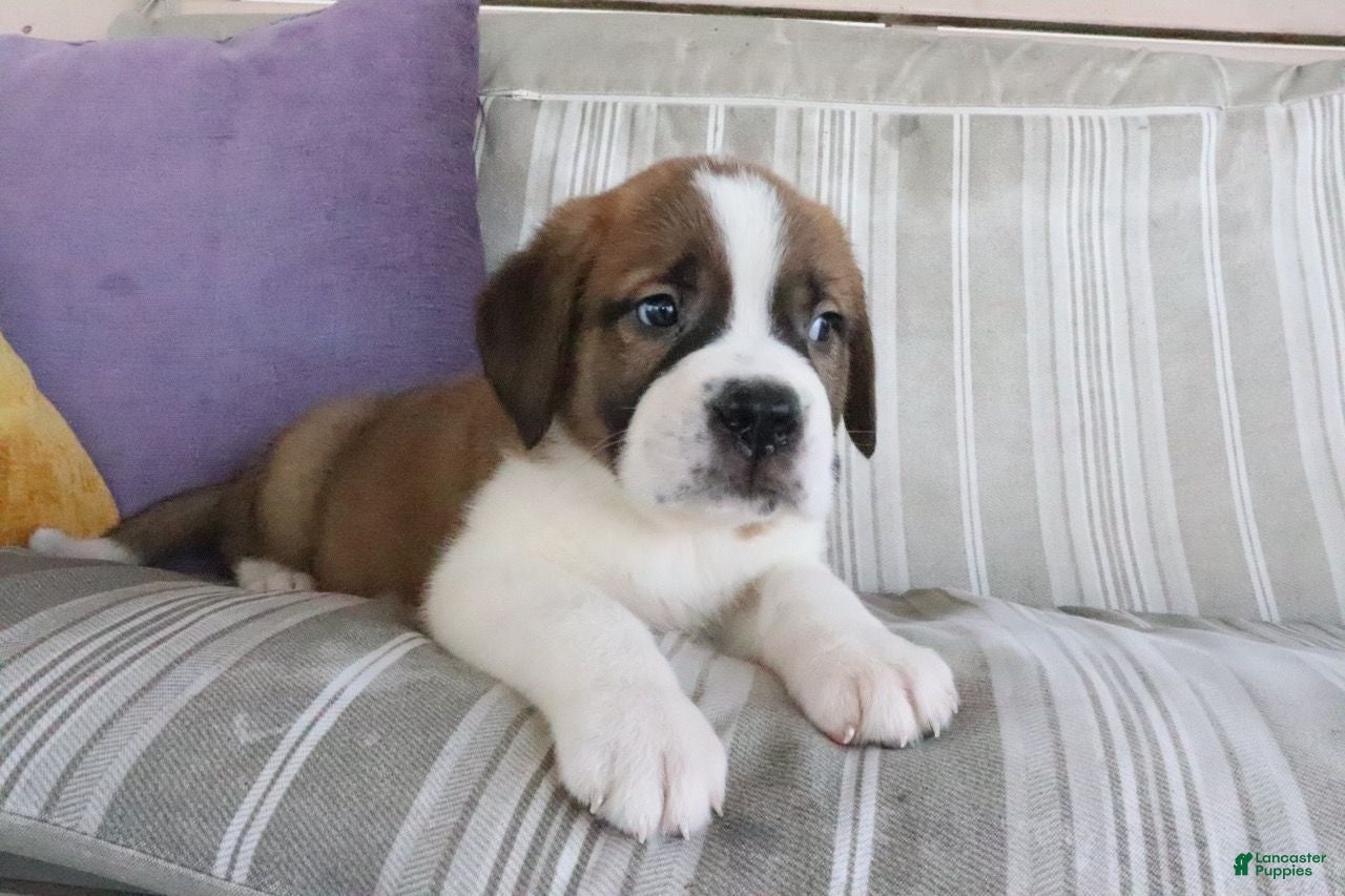 Saint Bernard dogs Mason - Ad 2