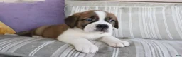 Saint Bernard dogs for sale: Mason - Ad 2