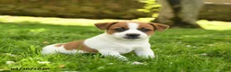 Jack Russell Terrier dogs for sale: Hazel - Ad 1