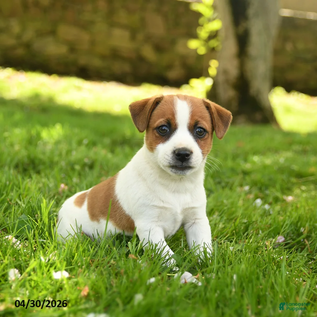Jack Russell Terrier dogs for sale: Hazel - Ad 1