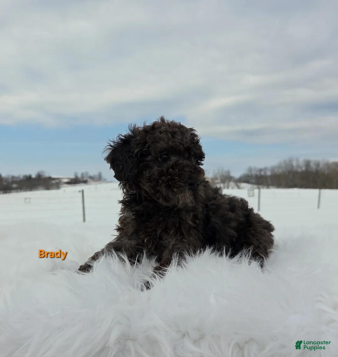 Miniature Poodle dogs for sale: Brady - Ad 6