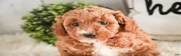 Miniature Poodle dogs for sale: Josie - Ad 6