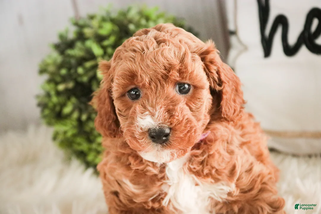 Miniature Poodle dogs for sale: Josie - Ad 6