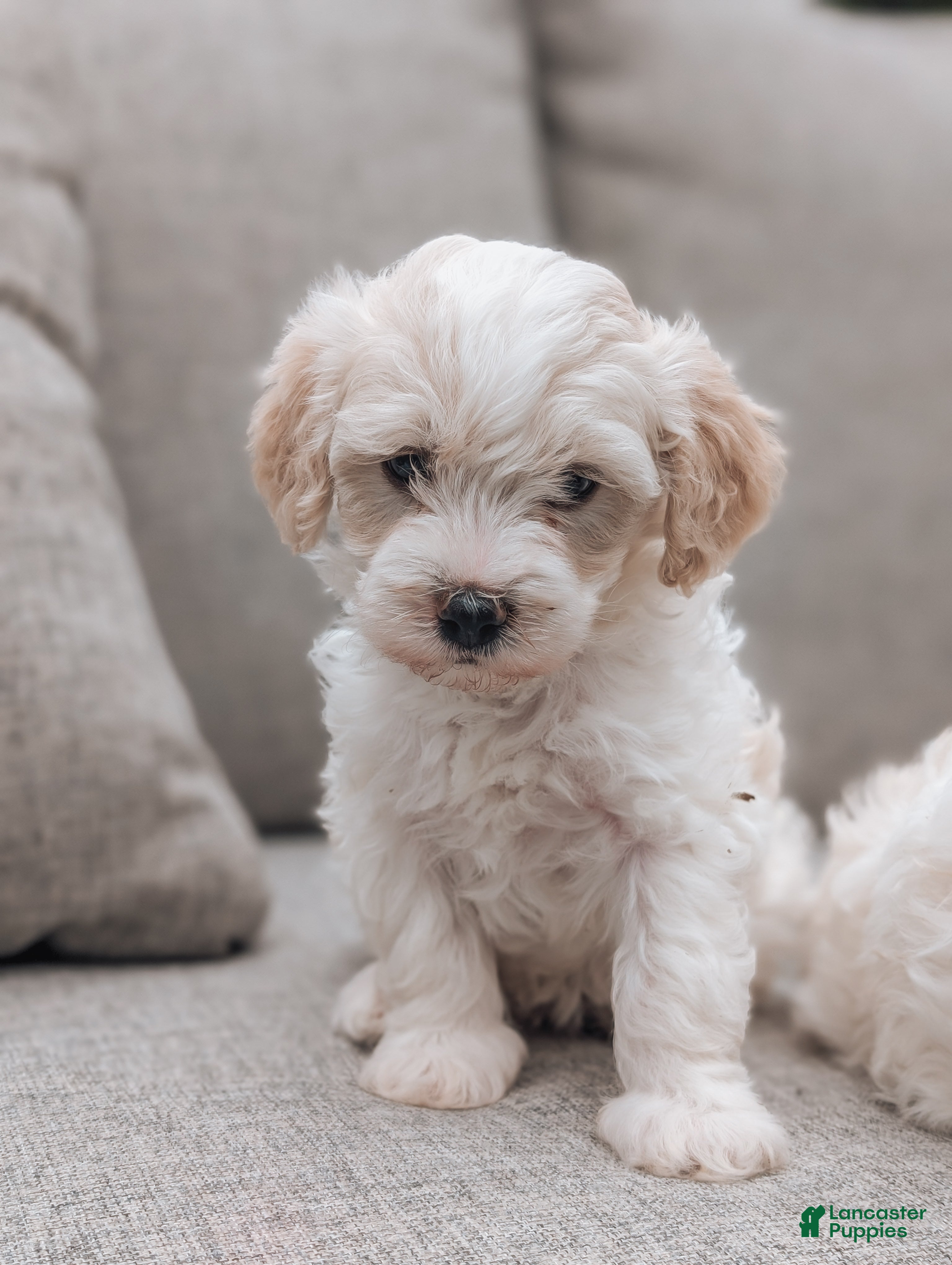 Havanese dogs Tilly - Ad 1
